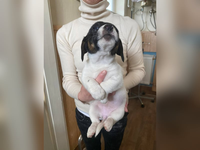 Mandarin, genauso süß wie die Geschwister