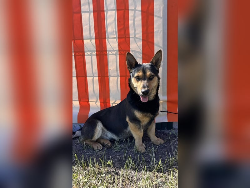 Charmanter Köròs sucht sein Körbchen