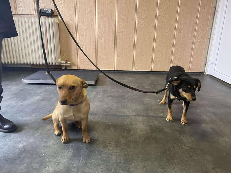 Afonya, kleiner Sonnenschein hatte großes Glück