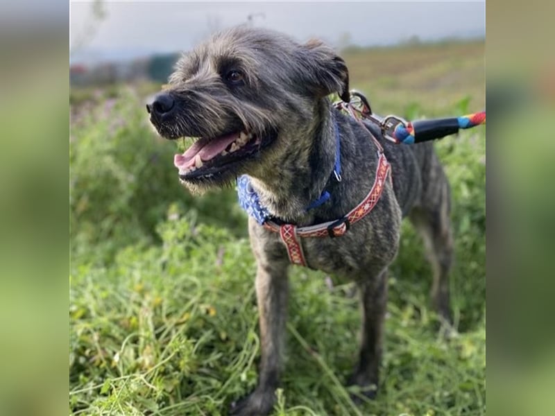 Bruno - Mischlingshund sucht ein Zuhause