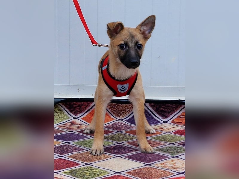 Dafke Glück auf 4 Pfoten sucht ihr Zuhause