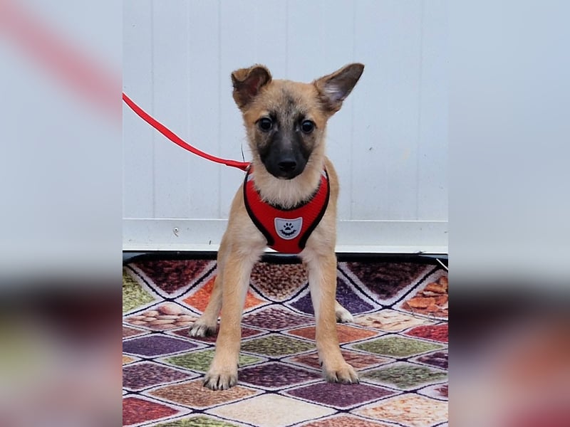 Dafke Glück auf 4 Pfoten sucht ihr Zuhause