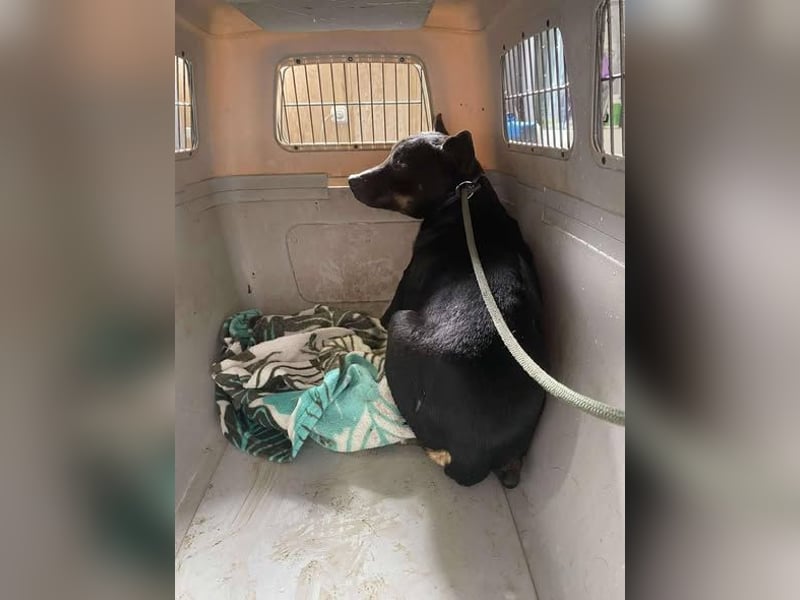 Padlas benötigt souveräne Unterstützung