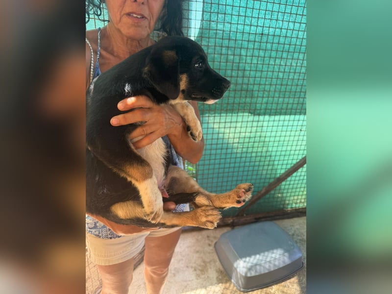 Khan sucht ein tolles Zuhause