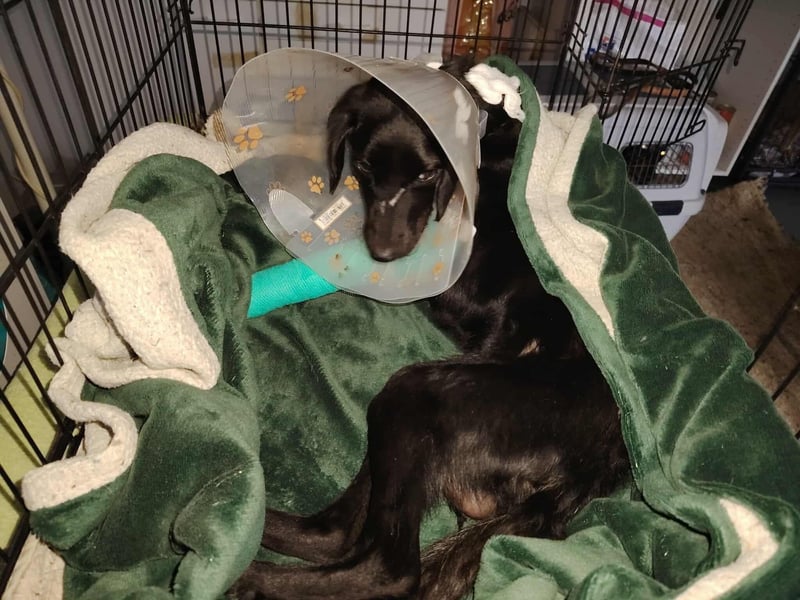 Angus,unser Notfällchen braucht dringend ein ruhiges Plätzchen