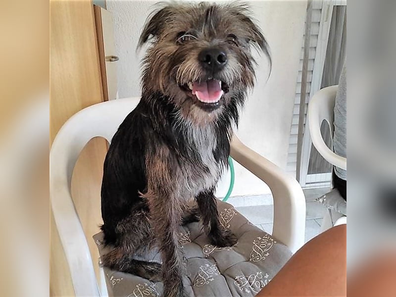 Bruno - Mischlingshund sucht ein Zuhause