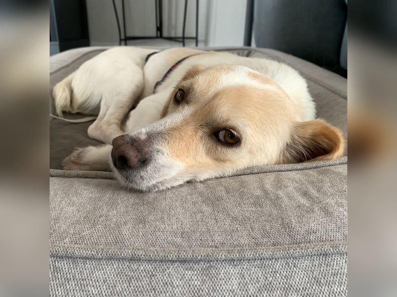 Mirka- sucht ein Zuhause-vorgemerkt