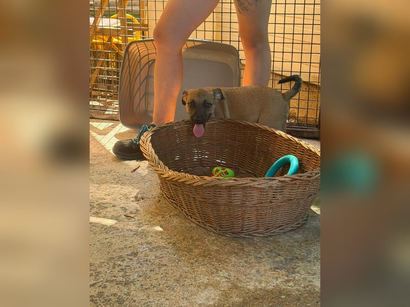 Bella, putzmunter und verspielt