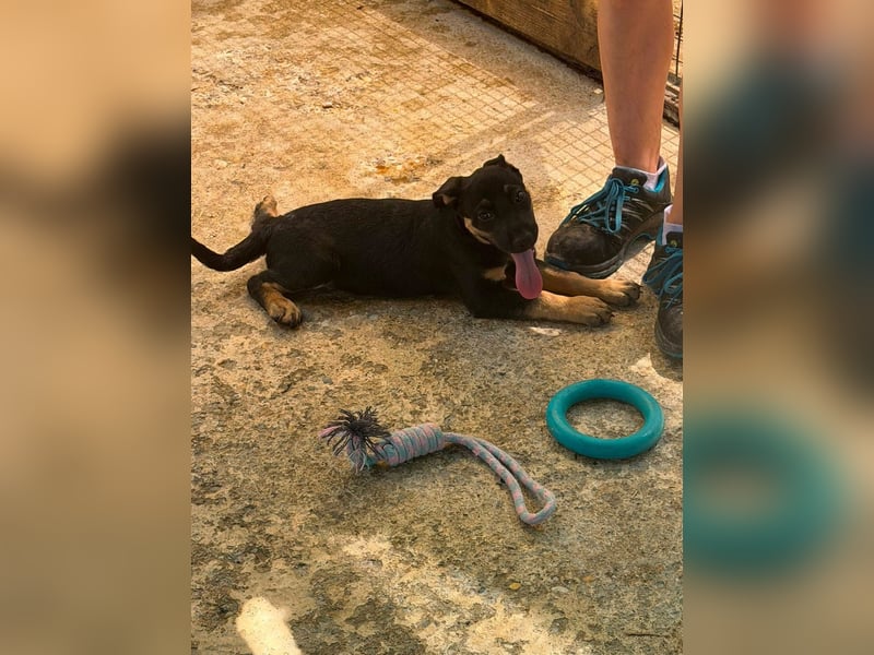 Cora, sucht liebevolles Zuhause