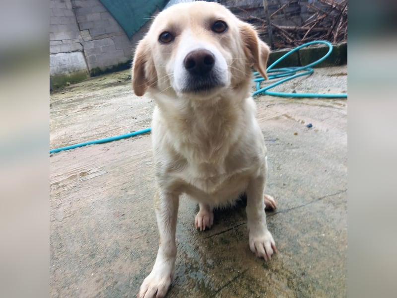 Mirka- sucht ein Zuhause-vorgemerkt