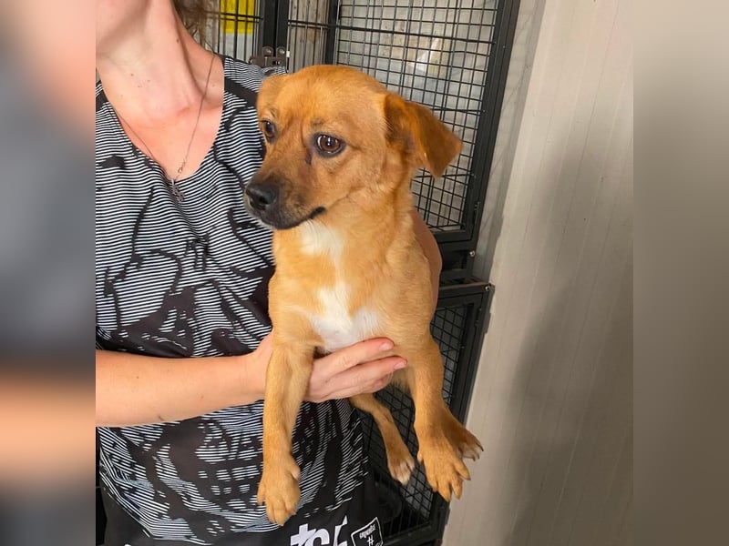 Gina, tolle Hundemama sucht eine eigene Familie