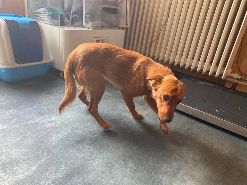 Ronja, bezaubernde junge Hündin
