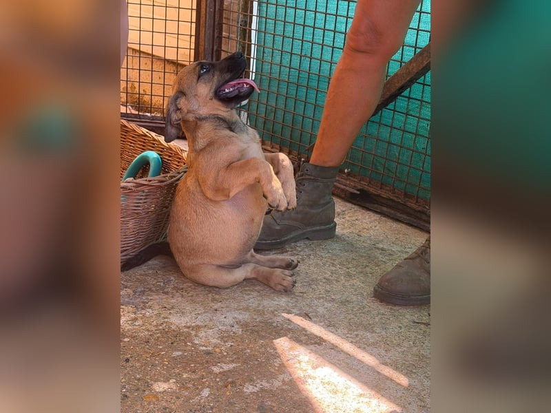 Bella, putzmunter und verspielt
