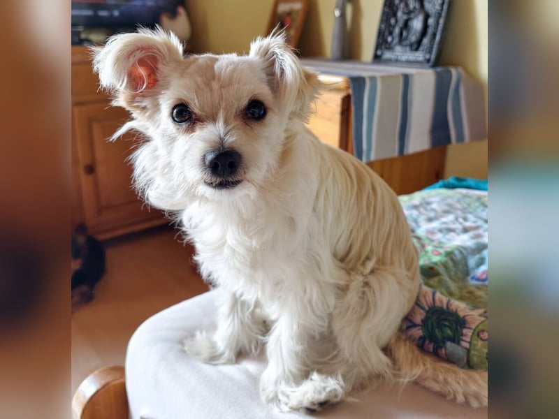 Happy, kleiner Hund sucht großes Glück