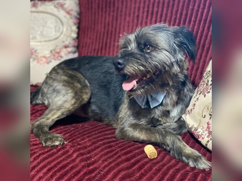 Bruno - Mischlingshund sucht ein Zuhause