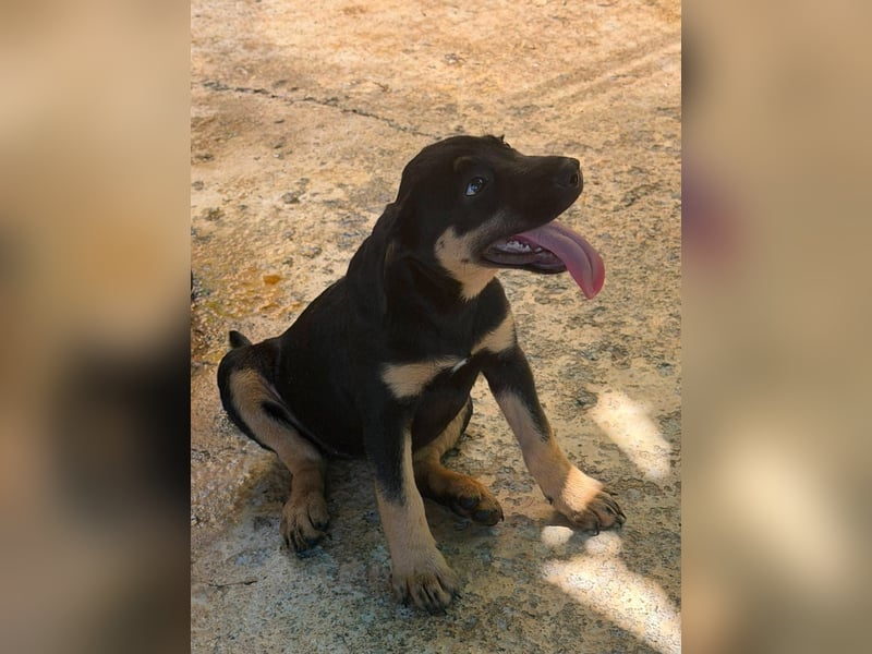 Cora, sucht liebevolles Zuhause