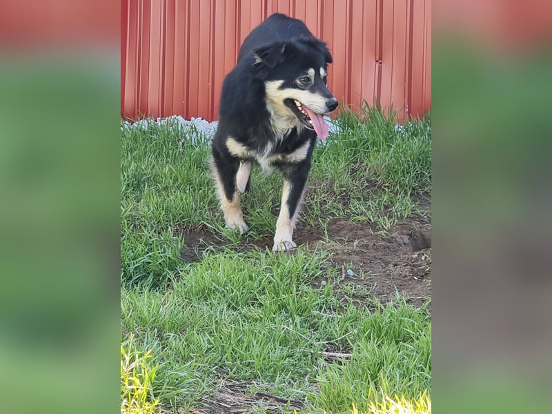 Marian 6 jähriger Lausbub, SH ca. 40 cm, sozial, freundlich, selbstbewusst