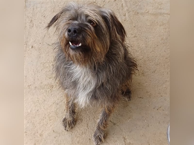 Bruno - Mischlingshund sucht ein Zuhause