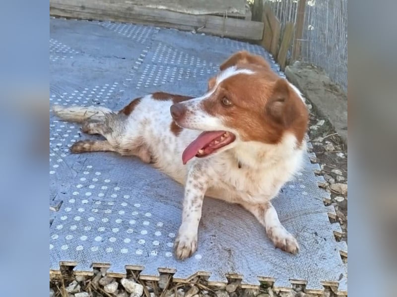 Milo: sucht ein Zuhause / eine Pflegestelle