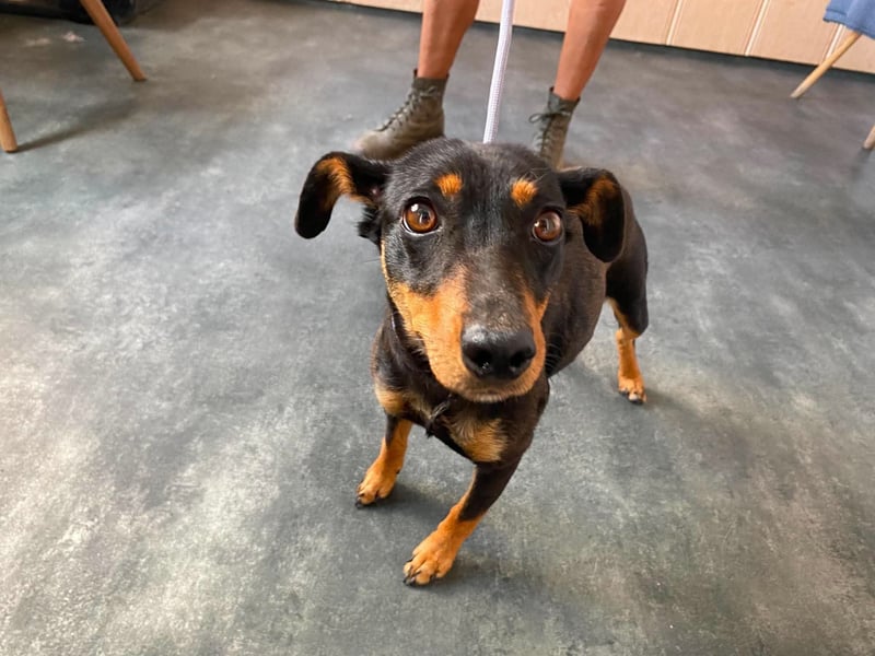 Jessy, kleine Hundedame freut sich auf ein schönes Zuhause