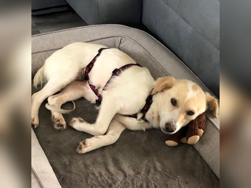 Mirka- sucht ein Zuhause-vorgemerkt