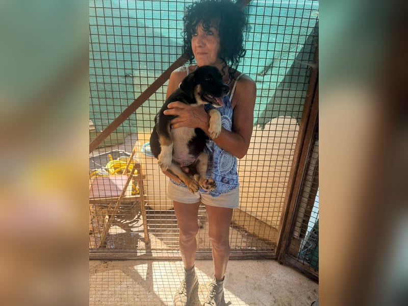 Khan sucht ein tolles Zuhause
