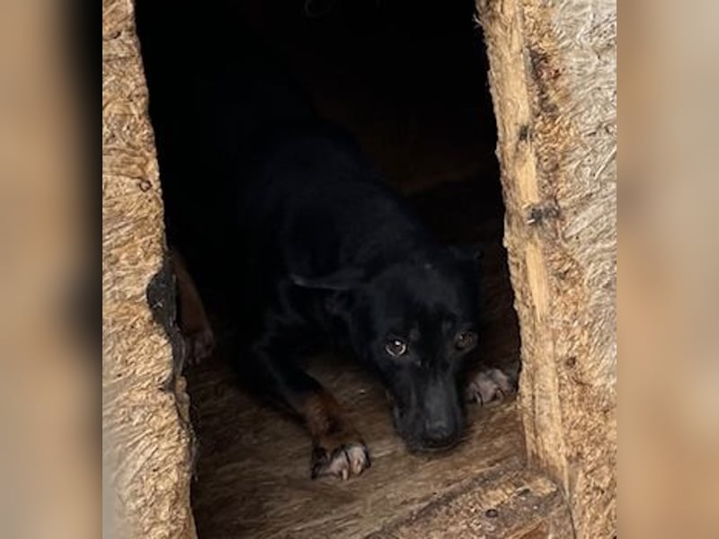 Padlas benötigt souveräne Unterstützung