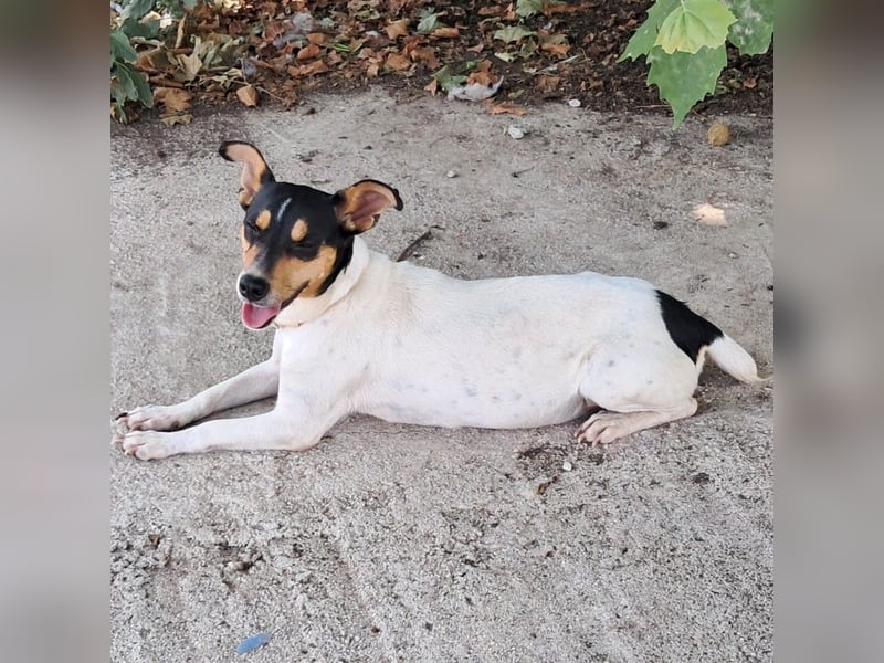 Zozo sucht ein Zuhause / eine Pflegestelle