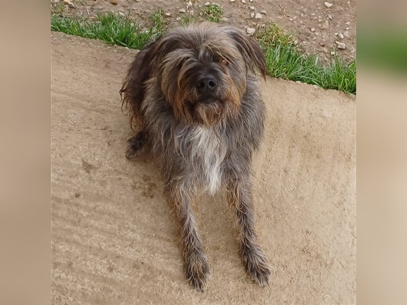 Bruno - Mischlingshund sucht ein Zuhause