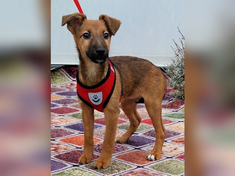 Dalia kleines Wunder sucht ihre Menschen