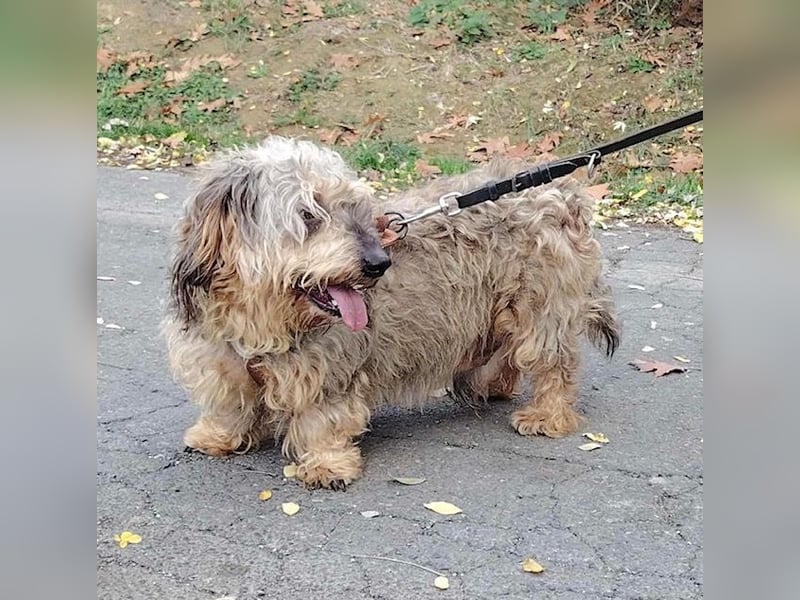Maszola, Senior wurde einfach im Tierheim abgegeben