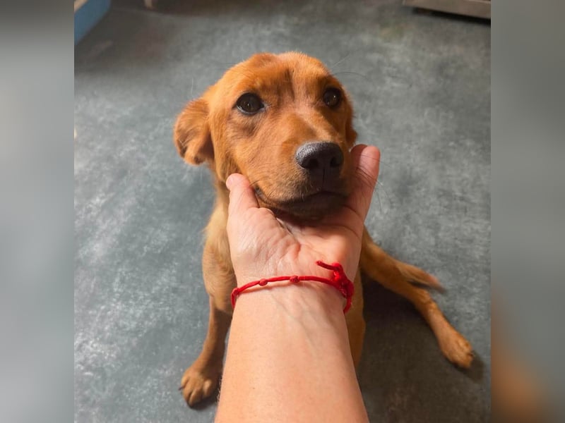 Ronja, bezaubernde junge Hündin