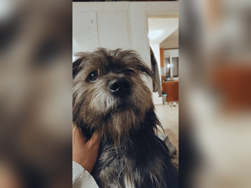 Bruno - Mischlingshund sucht ein Zuhause