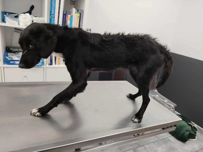 Angus,unser Notfällchen braucht dringend ein ruhiges Plätzchen