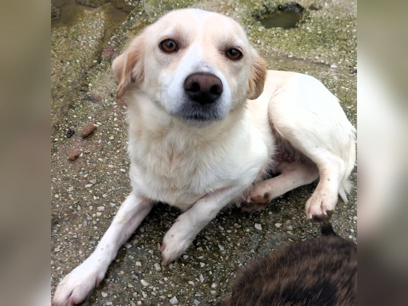 Mirka- sucht ein Zuhause-vorgemerkt