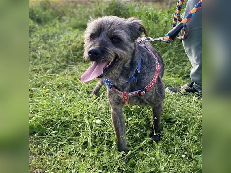 Bruno - Mischlingshund sucht ein Zuhause