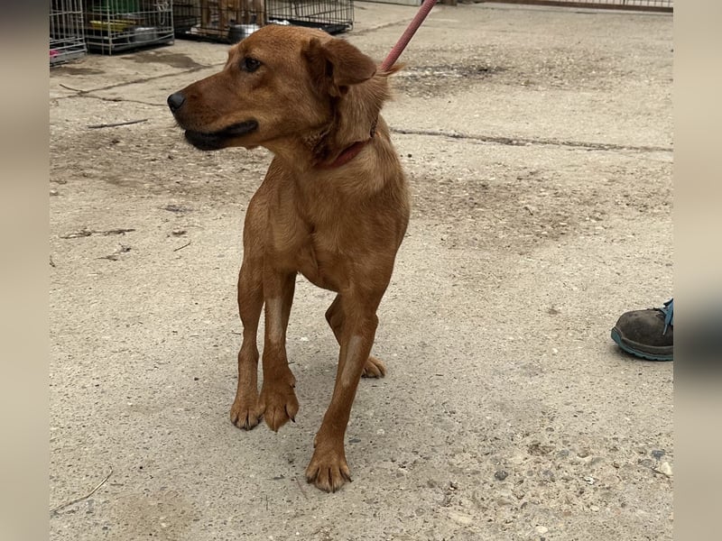 Ronja, bezaubernde junge Hündin