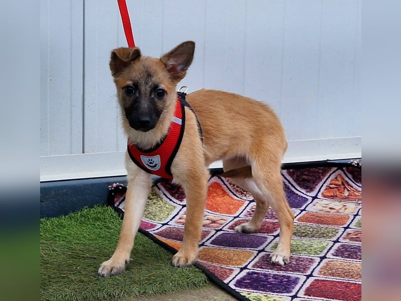 Dafke Glück auf 4 Pfoten sucht ihr Zuhause