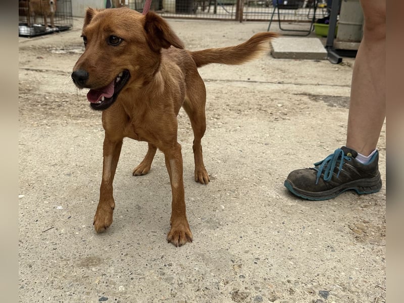 Ronja, bezaubernde junge Hündin