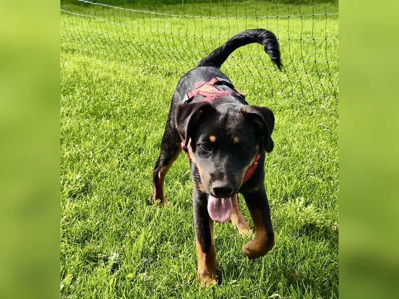 Bruce sucht tolles Zuhause