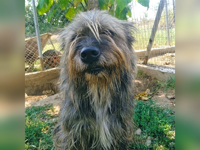 Bruno - Mischlingshund sucht ein Zuhause