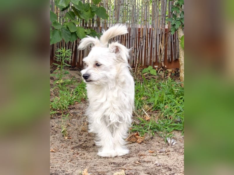 Happy, kleiner Hund sucht großes Glück