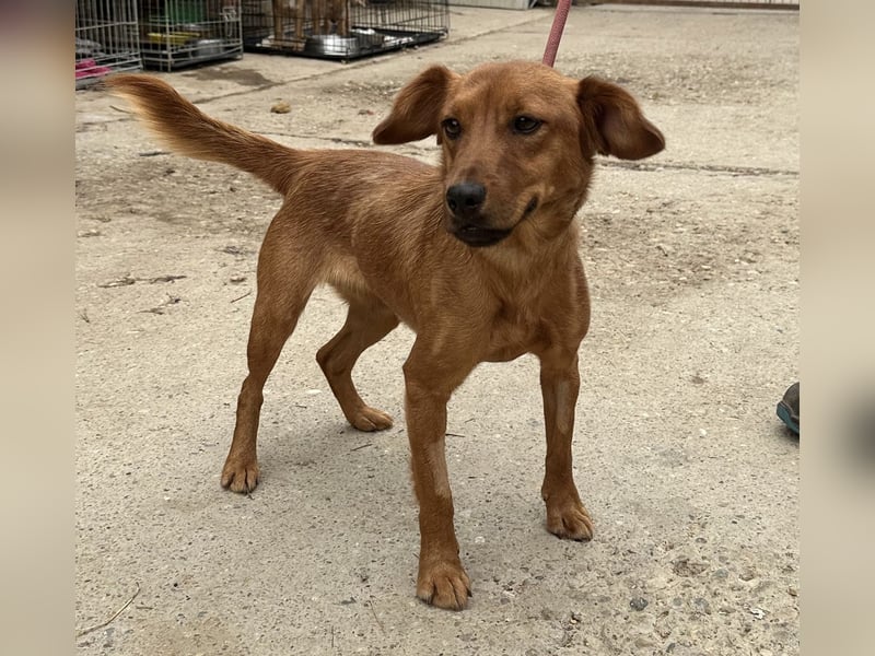 Ronja, bezaubernde junge Hündin