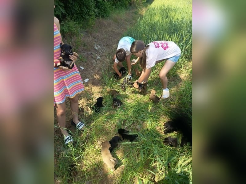 Lee, kleine Schnuckelmaus sucht aktive Familie