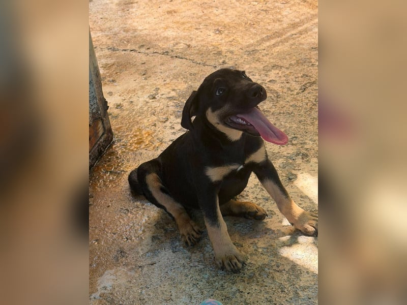 Cora, sucht liebevolles Zuhause