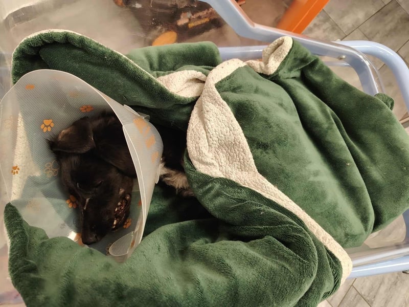 Angus,unser Notfällchen braucht dringend ein ruhiges Plätzchen