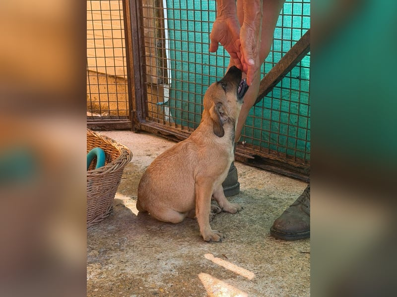 Bella, putzmunter und verspielt