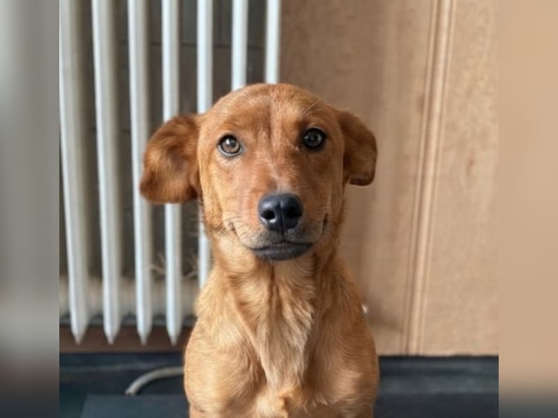 Ronja, bezaubernde junge Hündin