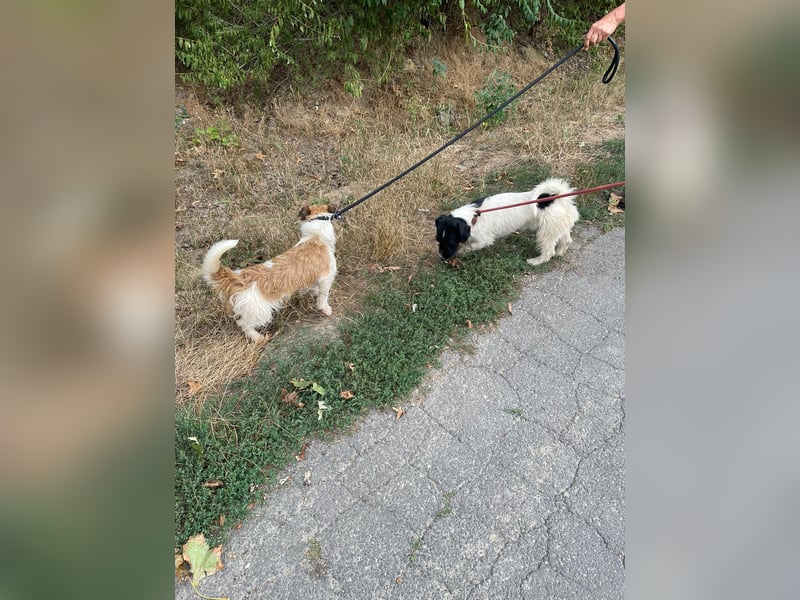 Fox, klein und handlich