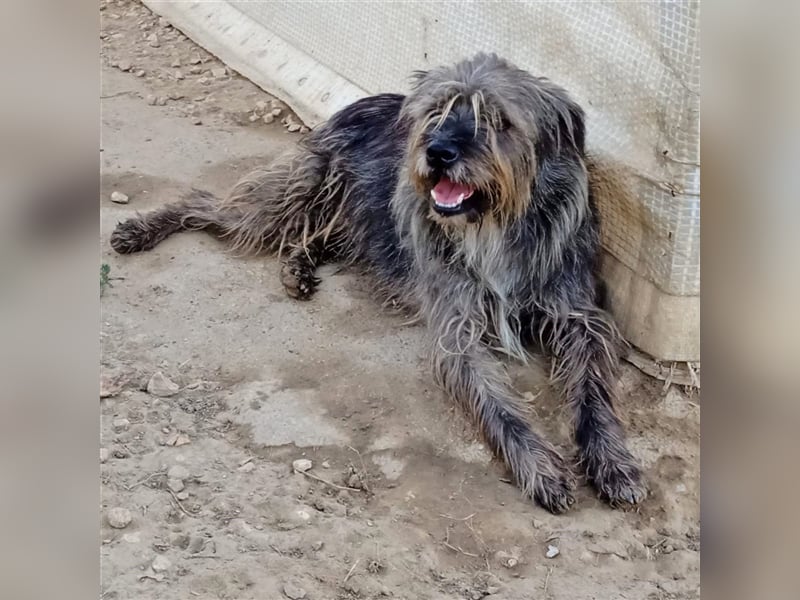 Bruno - Mischlingshund sucht ein Zuhause